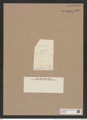 Stephanopyxis hyalina Grun. (de-Toni-Nr.: Genus 187, Species 4661/4) Zeichnungen Sammlung Grunow Nr. 8307 (NHMW-BOT-W0377706)